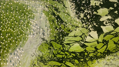 Akgöl'ün rengi alg patlamasıyla yeşile büründü