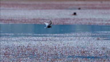Çavuşçu Gölü yüzlerce kuşa ev sahipliği yapıyor