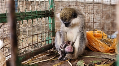 Han Yunus kentinde bulunan hayvanat bahçesindeki hayvanların yaşam mücadelesi