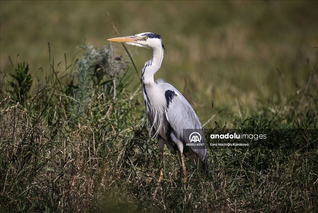Kizilirmak Delta hosts many species in Turkiye's Samsun