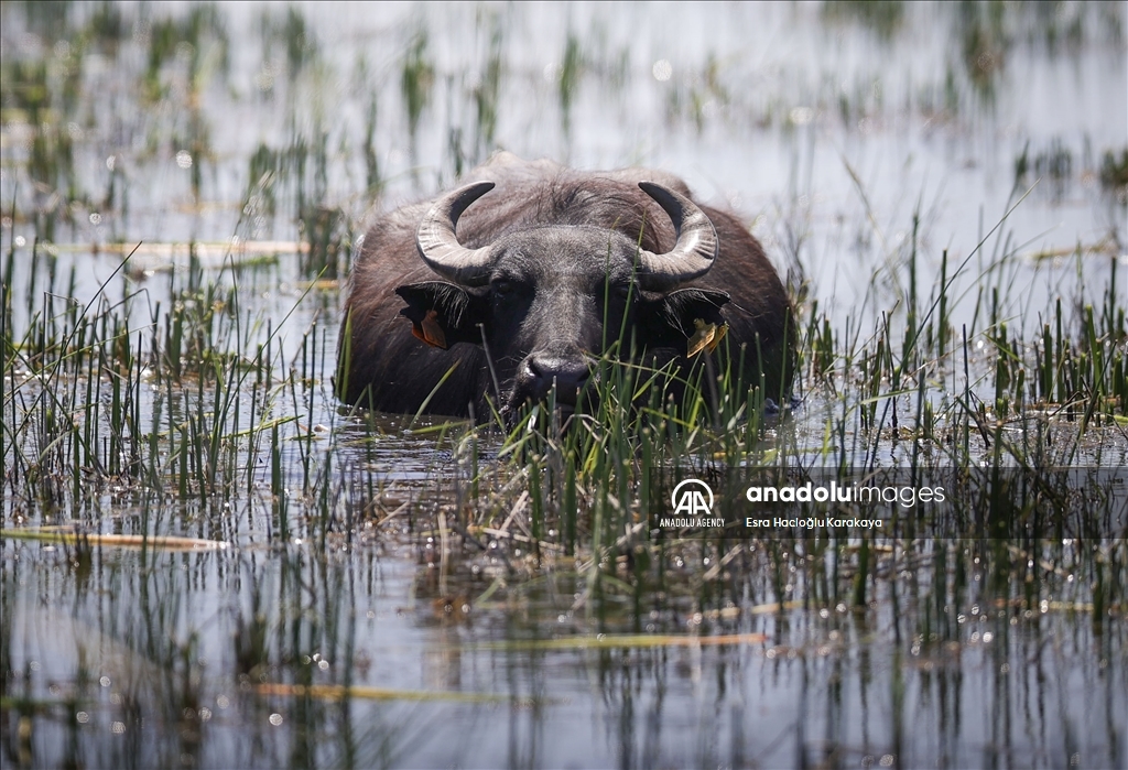 Kizilirmak Delta hosts many species in Turkiye's Samsun