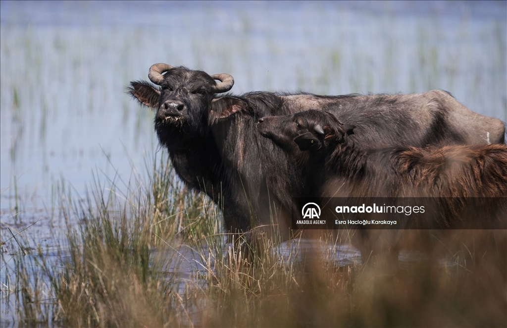 Kizilirmak Delta hosts many species in Turkiye's Samsun