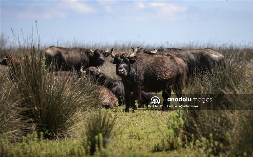 Kizilirmak Delta hosts many species in Turkiye's Samsun