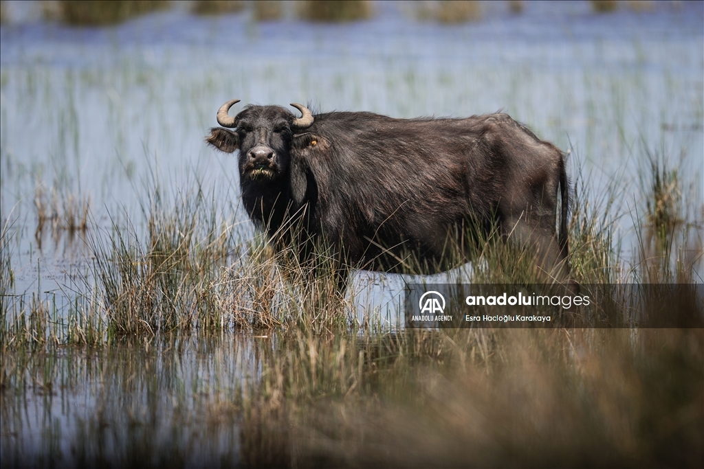 Kizilirmak Delta hosts many species in Turkiye's Samsun