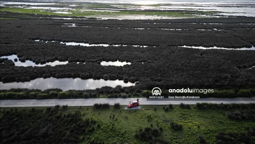 Kizilirmak Delta hosts many species in Turkiye's Samsun