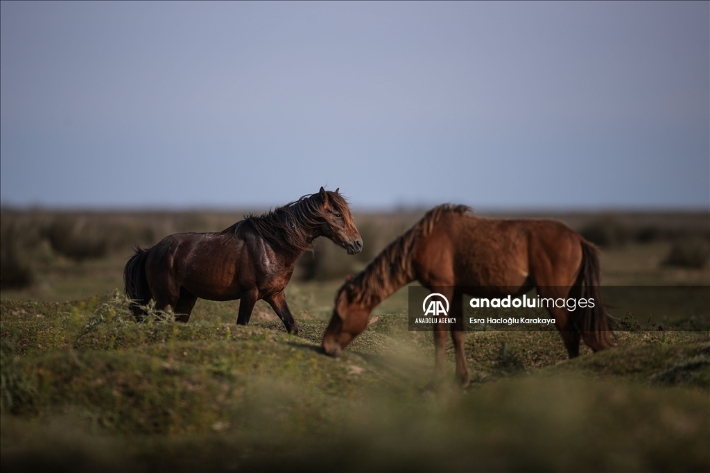 Kizilirmak Delta hosts many species in Turkiye's Samsun