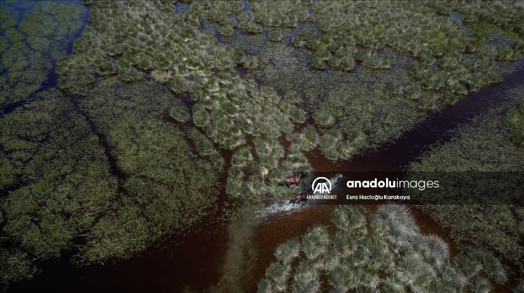 Kizilirmak Delta hosts many species in Turkiye's Samsun