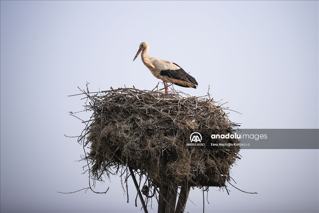 Kizilirmak Delta hosts many species in Turkiye's Samsun