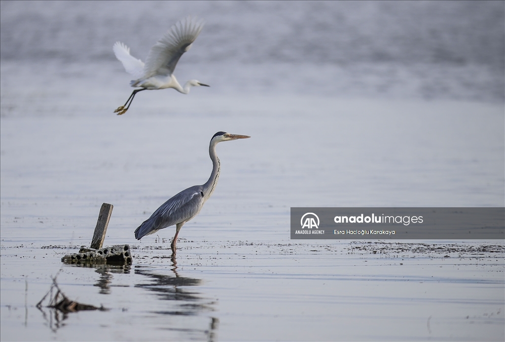 Kizilirmak Delta hosts many species in Turkiye's Samsun