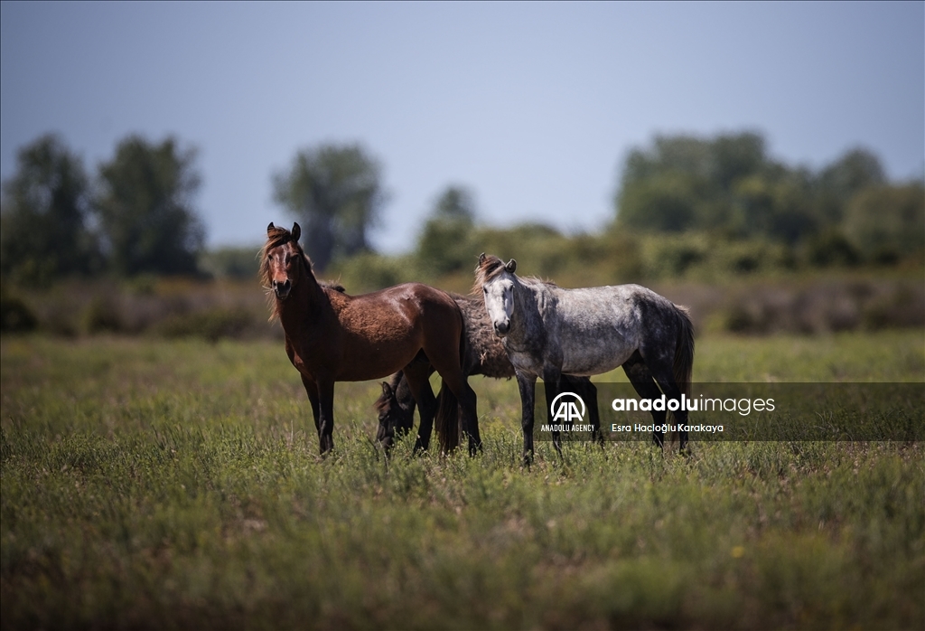 Kizilirmak Delta hosts many species in Turkiye's Samsun
