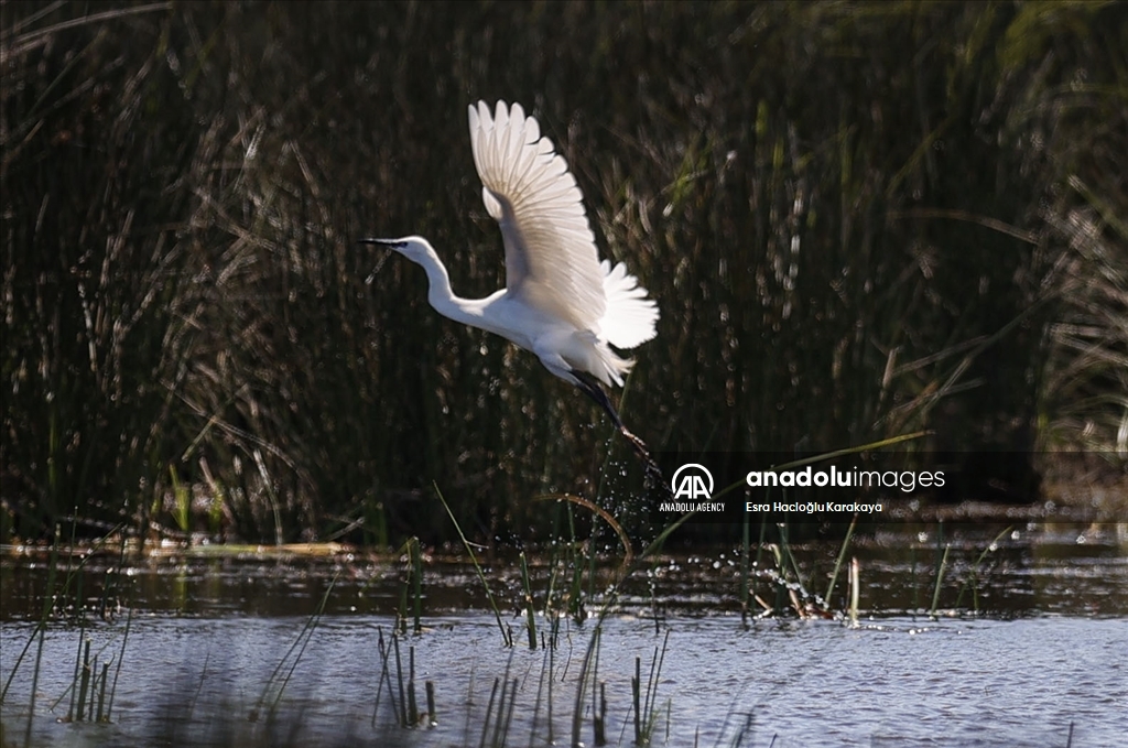 Kizilirmak Delta hosts many species in Turkiye's Samsun