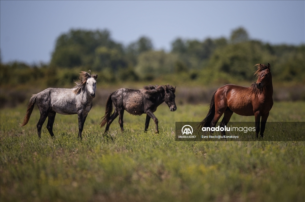 Kizilirmak Delta hosts many species in Turkiye's Samsun