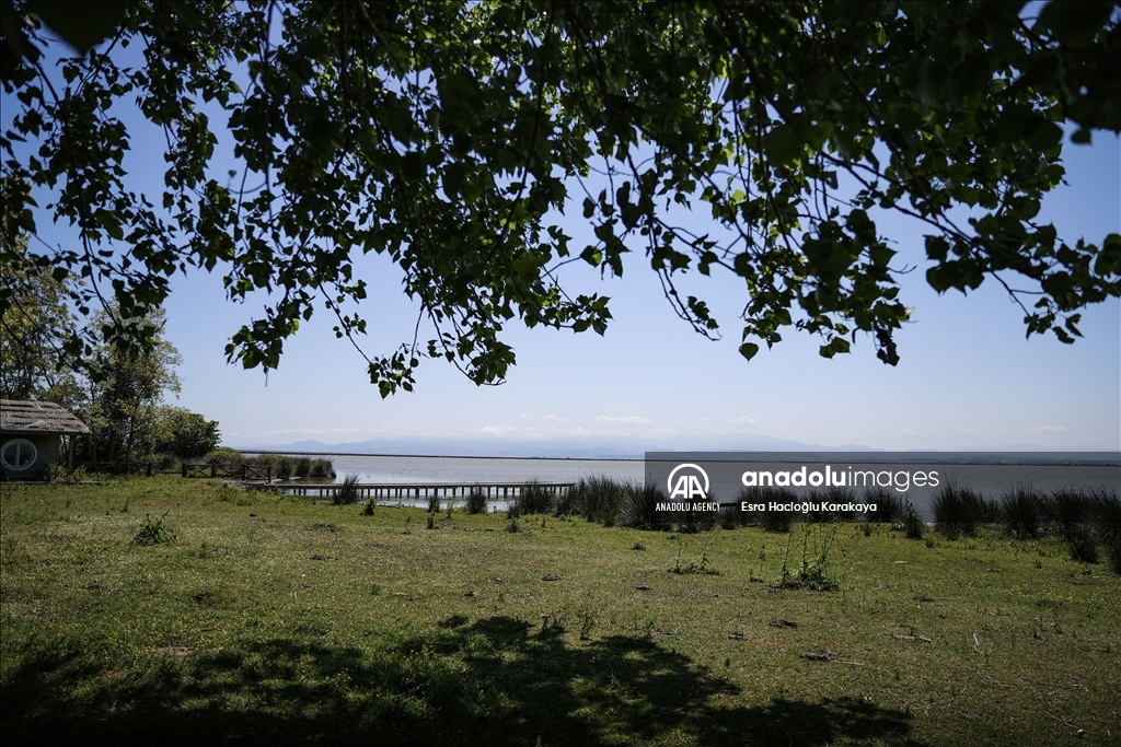 Kizilirmak Delta hosts many species in Turkiye's Samsun