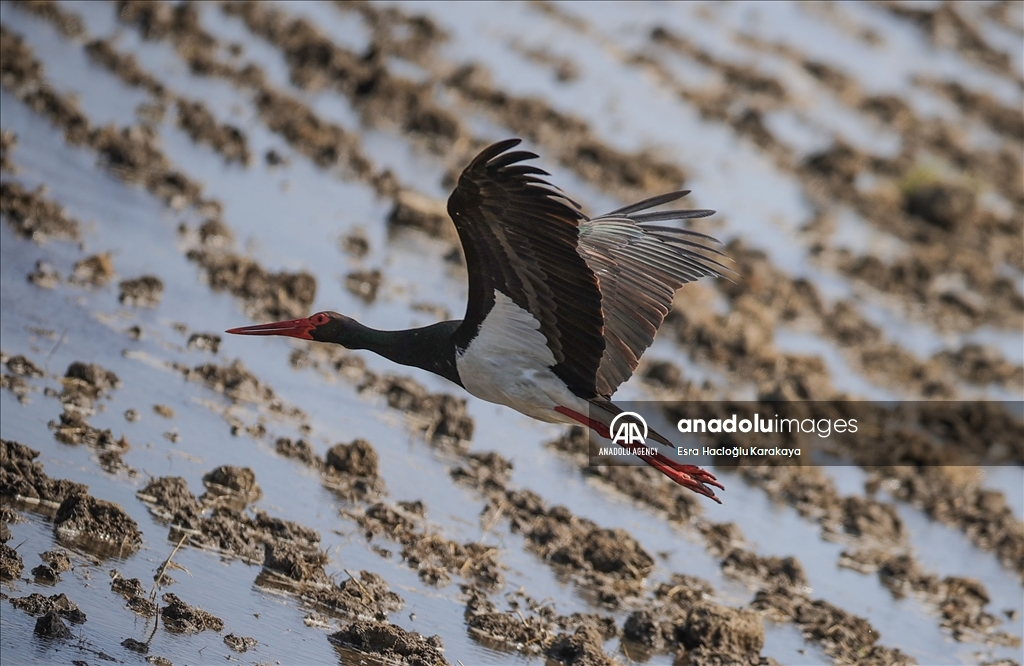 Kizilirmak Delta hosts many species in Turkiye's Samsun