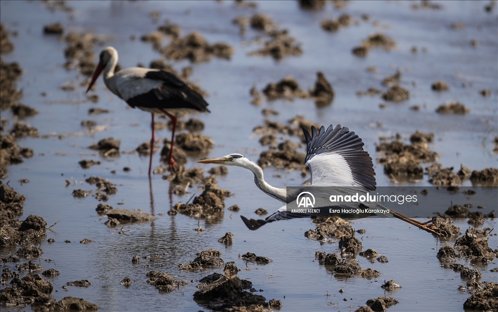 Kizilirmak Delta hosts many species in Turkiye's Samsun