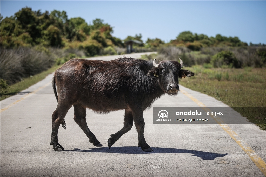 Kizilirmak Delta hosts many species in Turkiye's Samsun