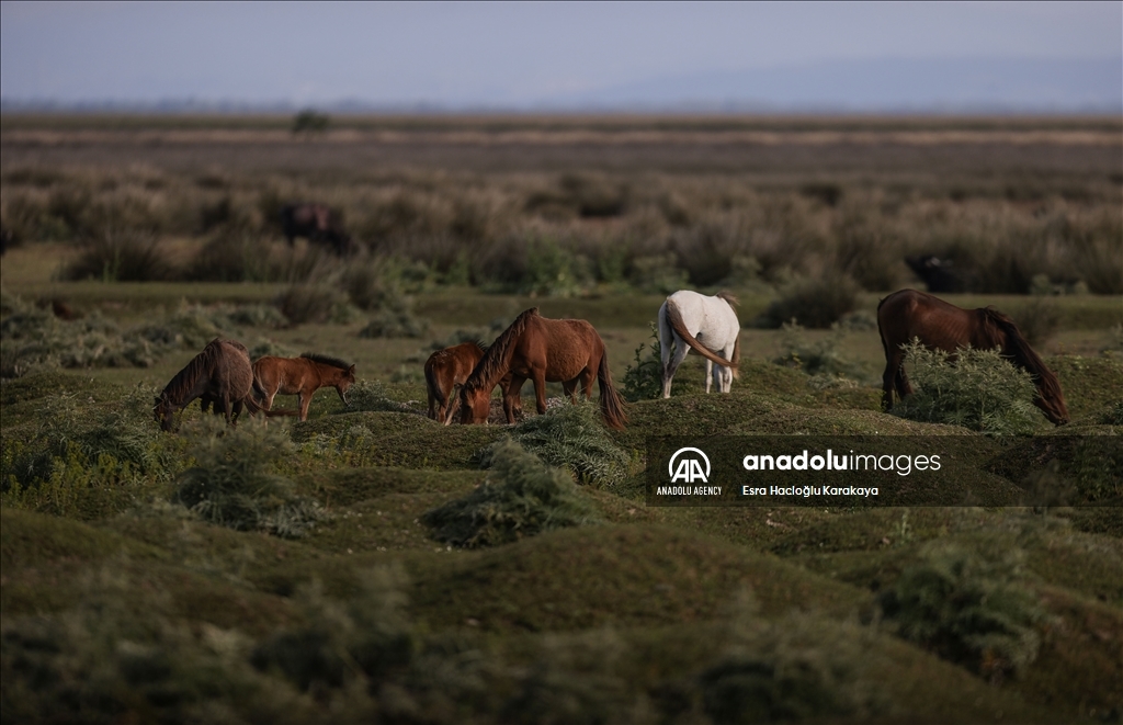 Kizilirmak Delta hosts many species in Turkiye's Samsun