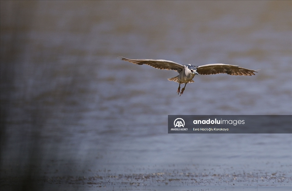 Kizilirmak Delta hosts many species in Turkiye's Samsun