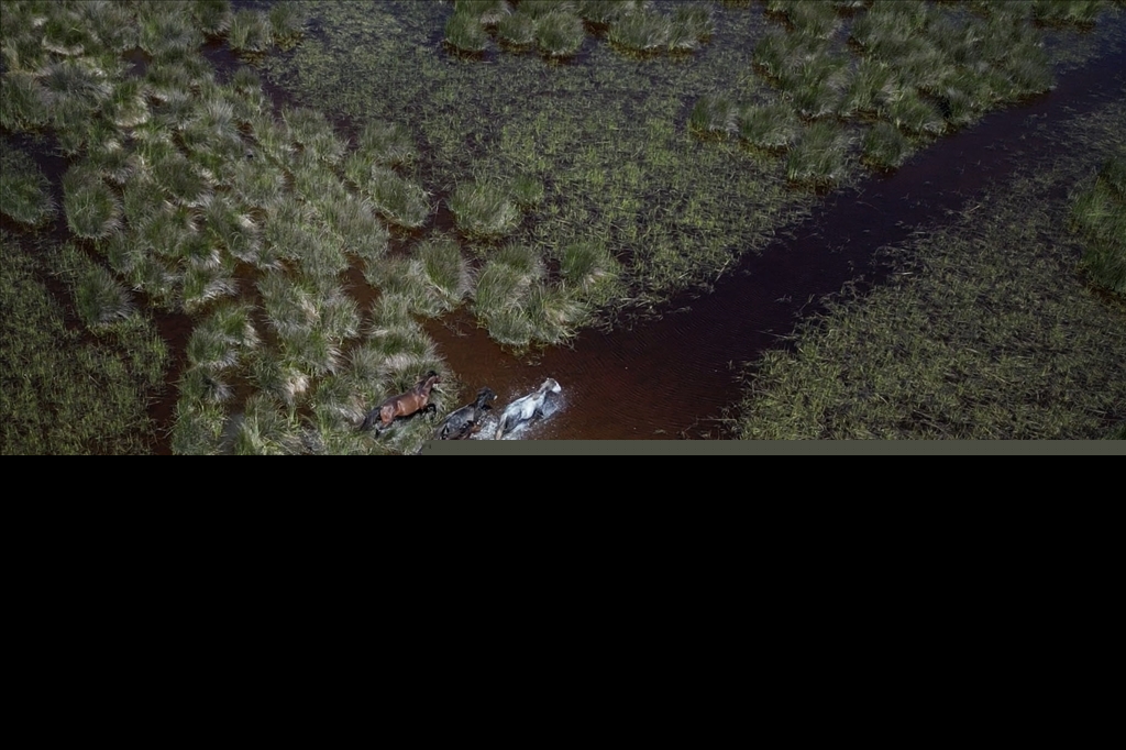 Kizilirmak Delta hosts many species in Turkiye's Samsun