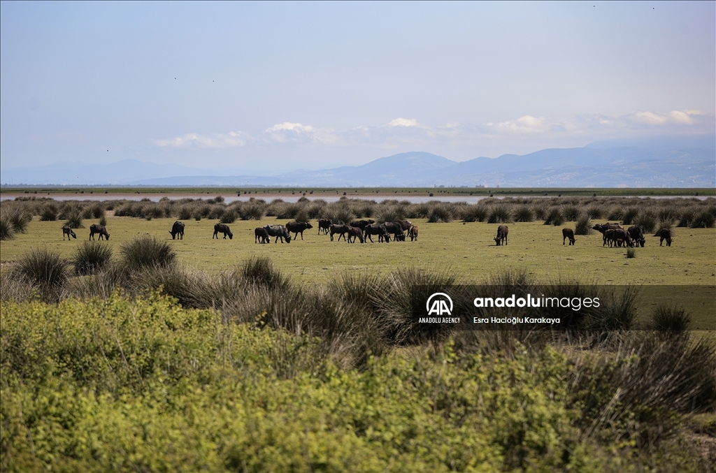 Kizilirmak Delta hosts many species in Turkiye's Samsun
