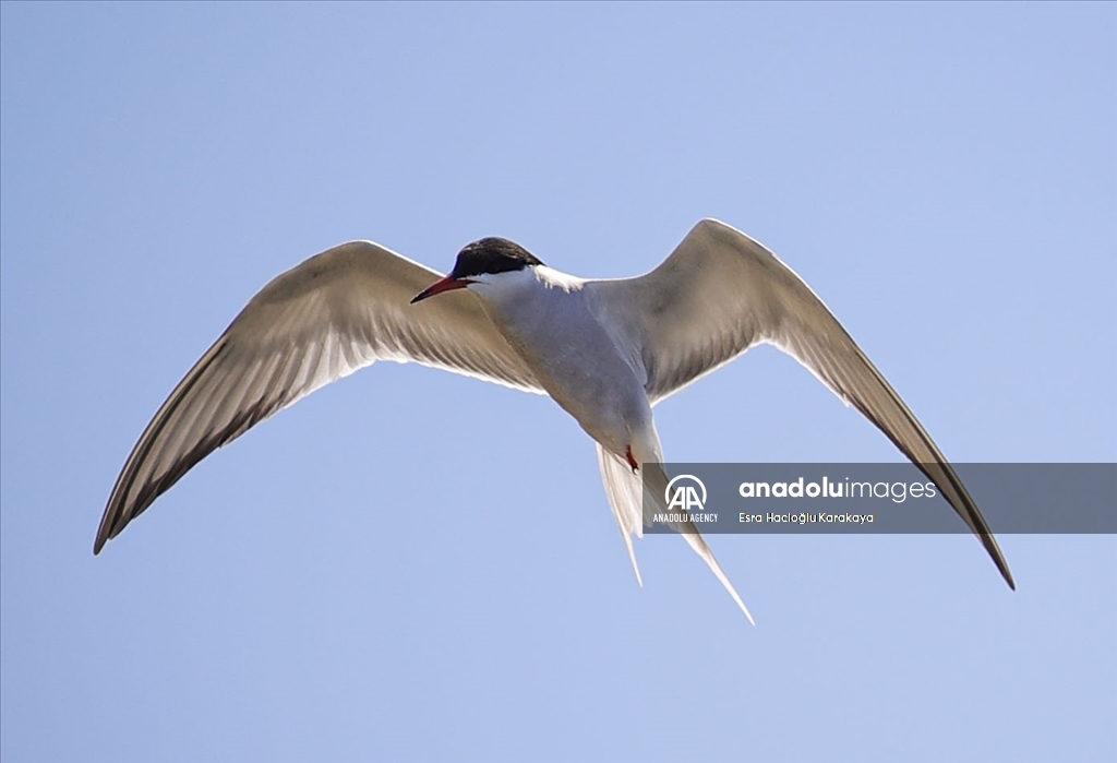 Kizilirmak Delta hosts many species in Turkiye's Samsun