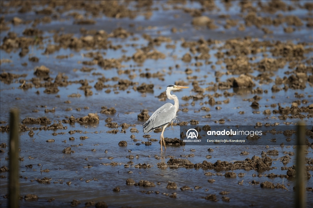 Kizilirmak Delta hosts many species in Turkiye's Samsun