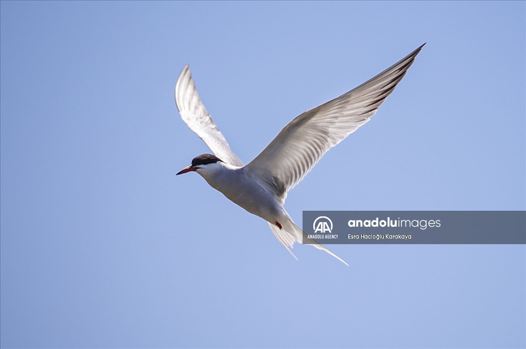 Kizilirmak Delta hosts many species in Turkiye's Samsun