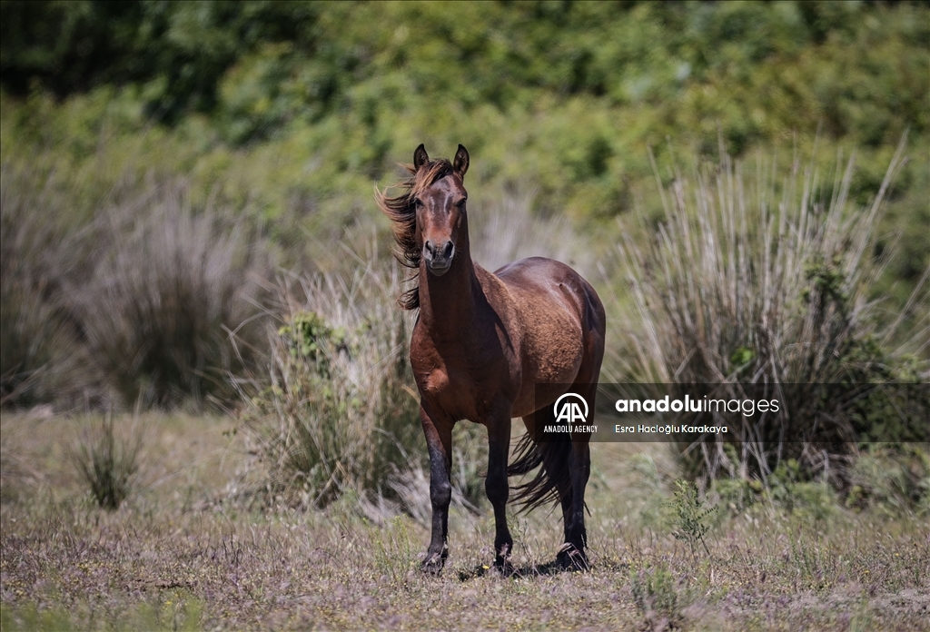 Kizilirmak Delta hosts many species in Turkiye's Samsun