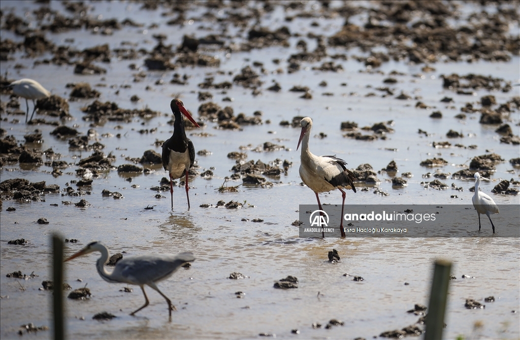 Kizilirmak Delta hosts many species in Turkiye's Samsun
