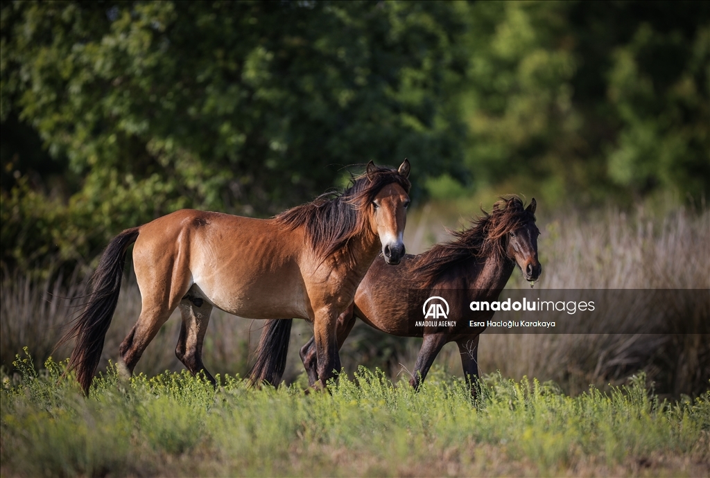 Kizilirmak Delta hosts many species in Turkiye's Samsun
