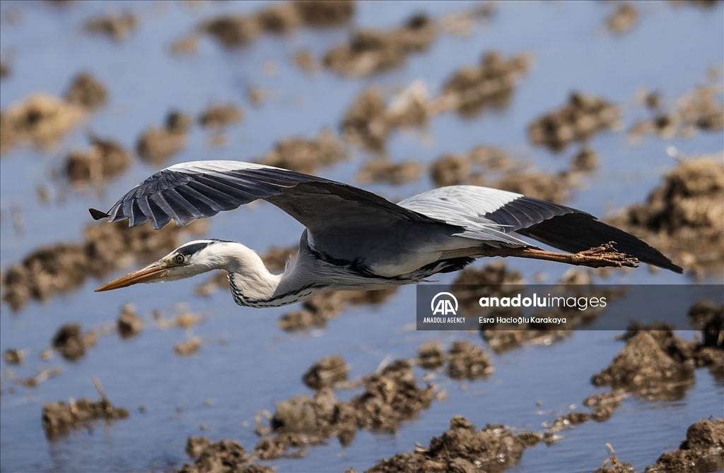 Kizilirmak Delta hosts many species in Turkiye's Samsun