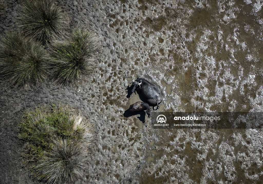 Kizilirmak Delta hosts many species in Turkiye's Samsun
