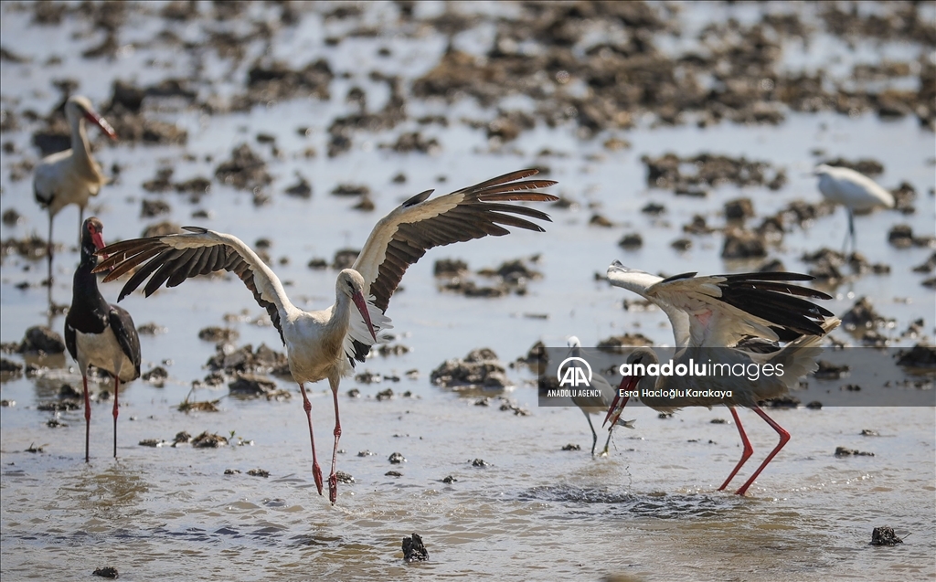 Kizilirmak Delta hosts many species in Turkiye's Samsun