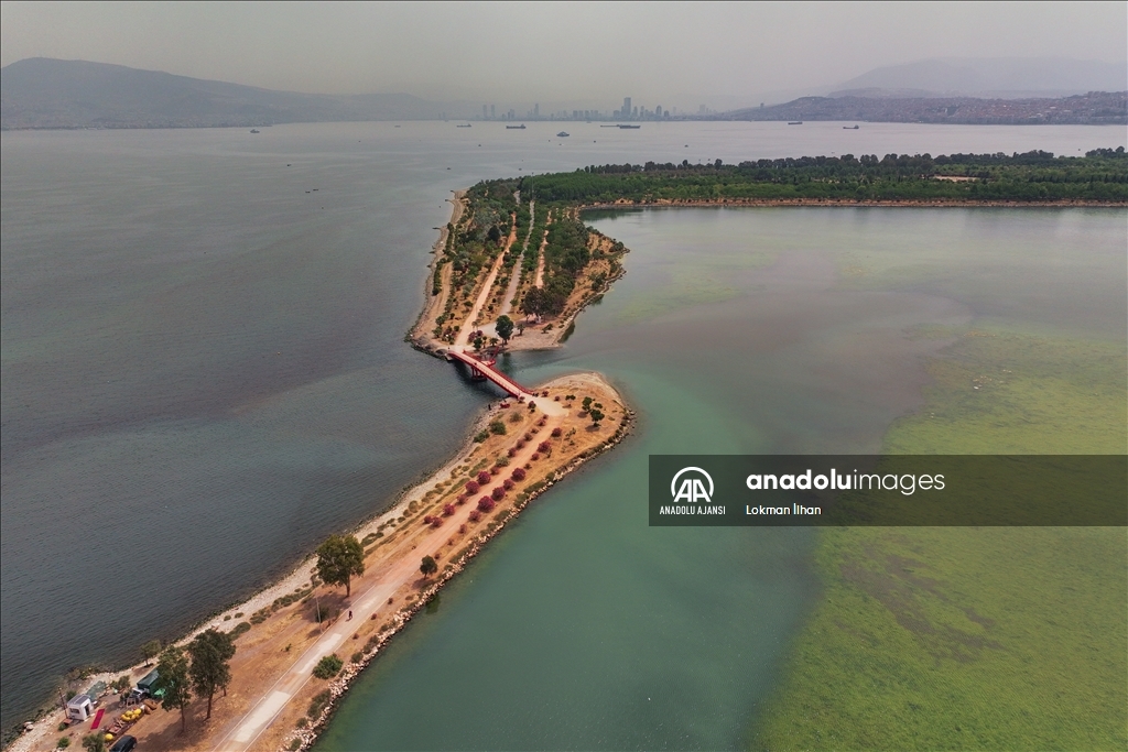 İzmir'deki Çakalburnu Lagünü'nün kuşları