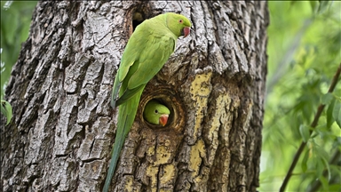 Ankara’daki parkların sevimli tropik sakinleri "Yeşil Papağanlar"