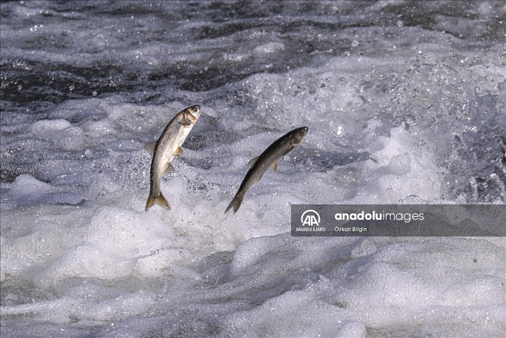 Van Gölü'ndeki İnci kefallerinin göç yolculuğu
