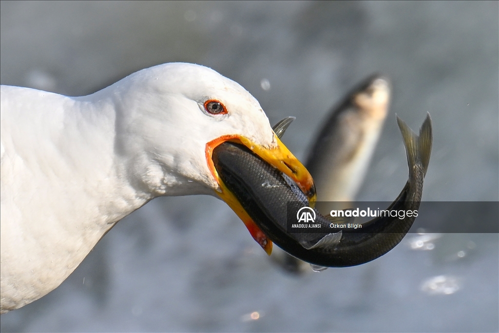 Van Gölü'ndeki İnci kefallerinin göç yolculuğu