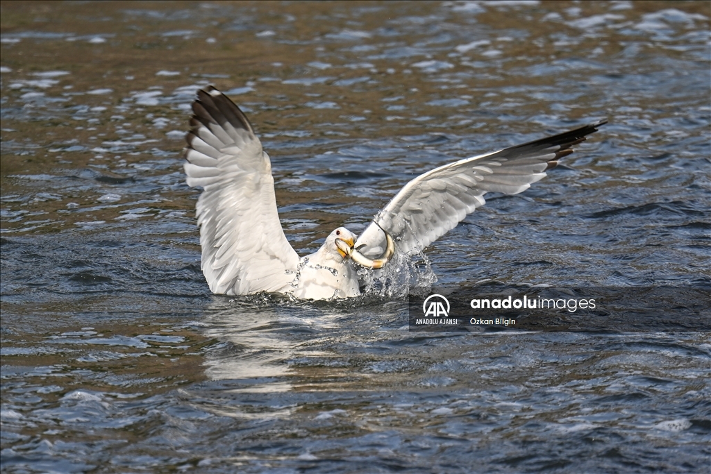 Van Gölü'ndeki İnci kefallerinin göç yolculuğu