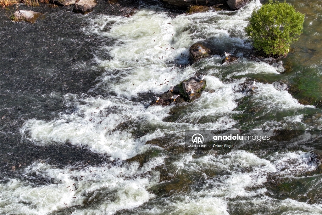 Van Gölü'ndeki İnci kefallerinin göç yolculuğu