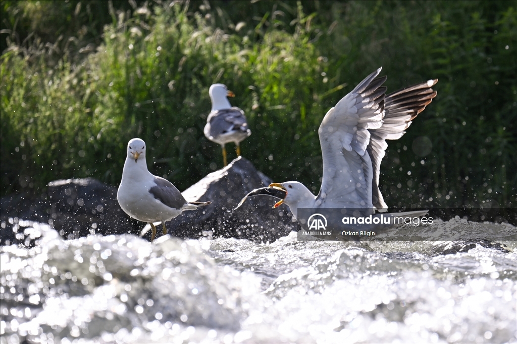 Van Gölü'ndeki İnci kefallerinin göç yolculuğu
