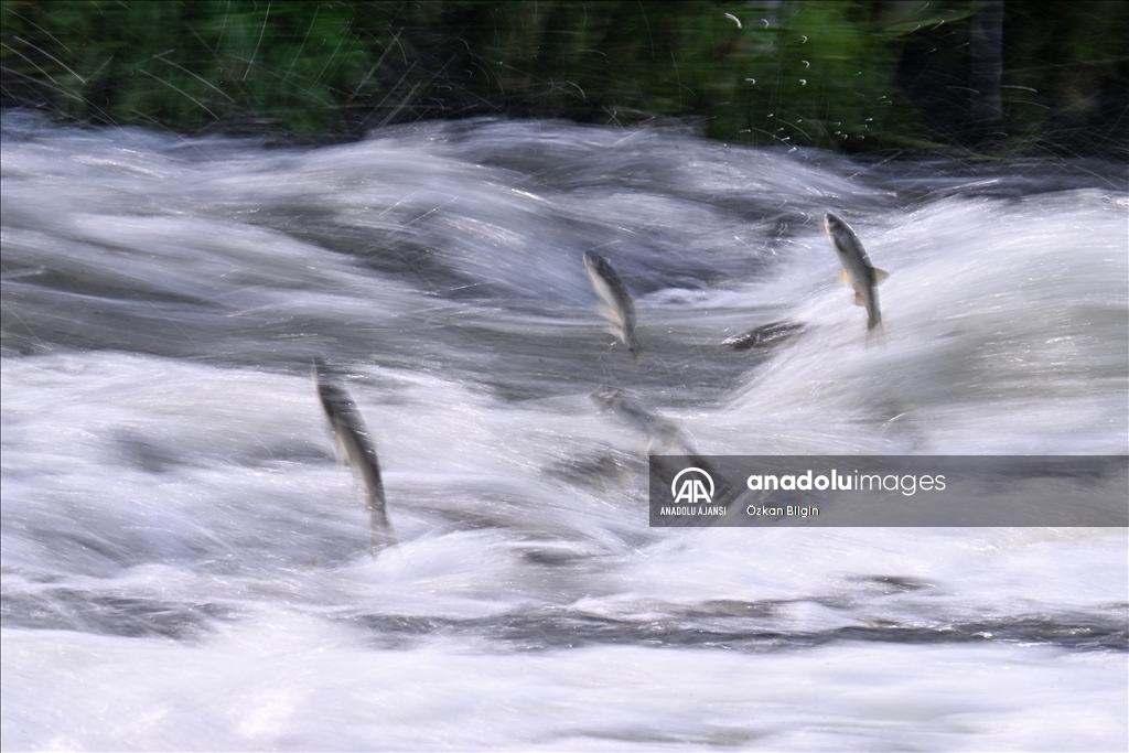 Van Gölü'ndeki İnci kefallerinin göç yolculuğu