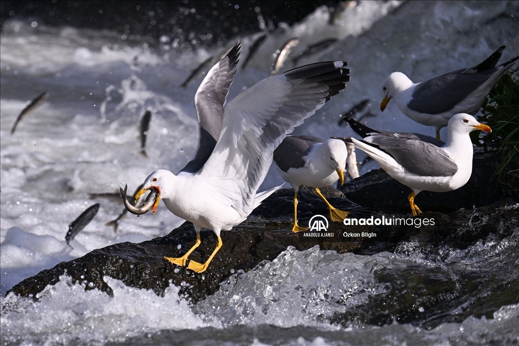 Van Gölü'ndeki İnci kefallerinin göç yolculuğu