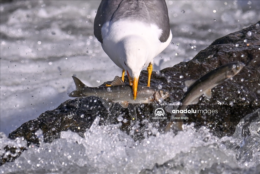 Van Gölü'ndeki İnci kefallerinin göç yolculuğu