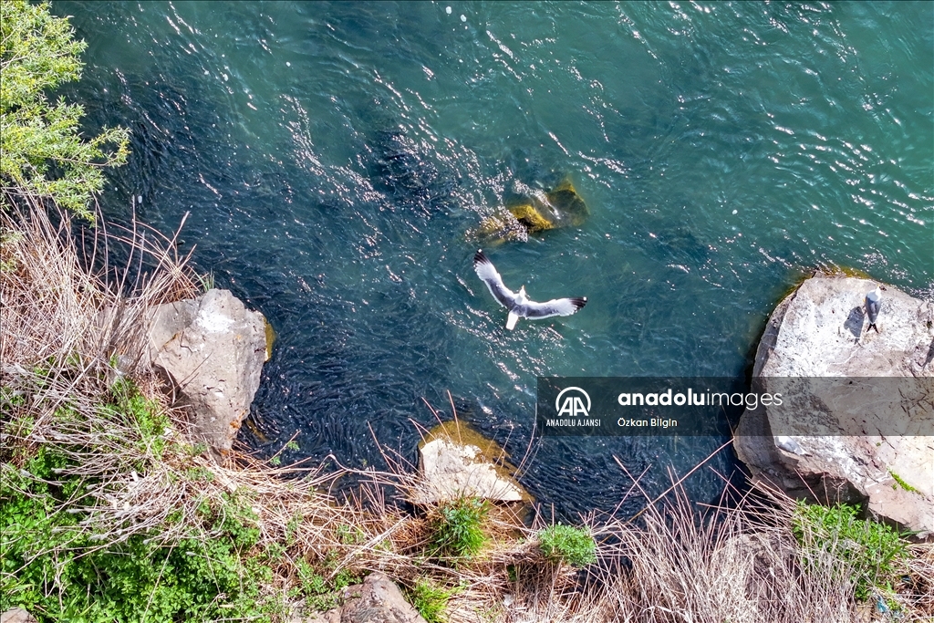 Van Gölü'ndeki İnci kefallerinin göç yolculuğu