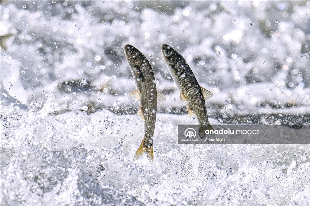 Van Gölü'ndeki İnci kefallerinin göç yolculuğu