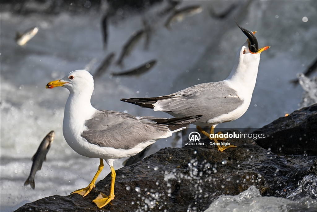 Van Gölü'ndeki İnci kefallerinin göç yolculuğu