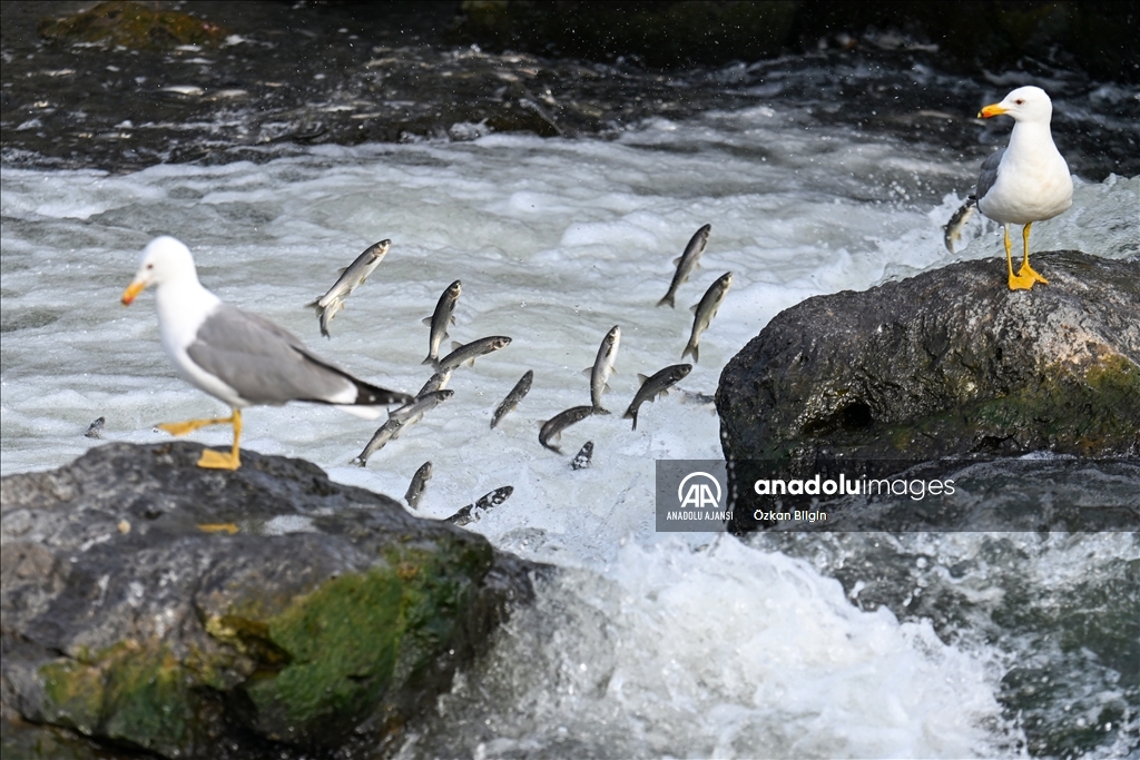 Van Gölü'ndeki İnci kefallerinin göç yolculuğu