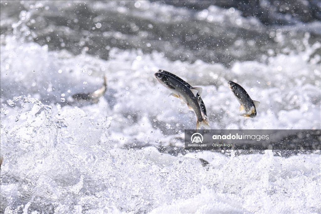 Van Gölü'ndeki İnci kefallerinin göç yolculuğu
