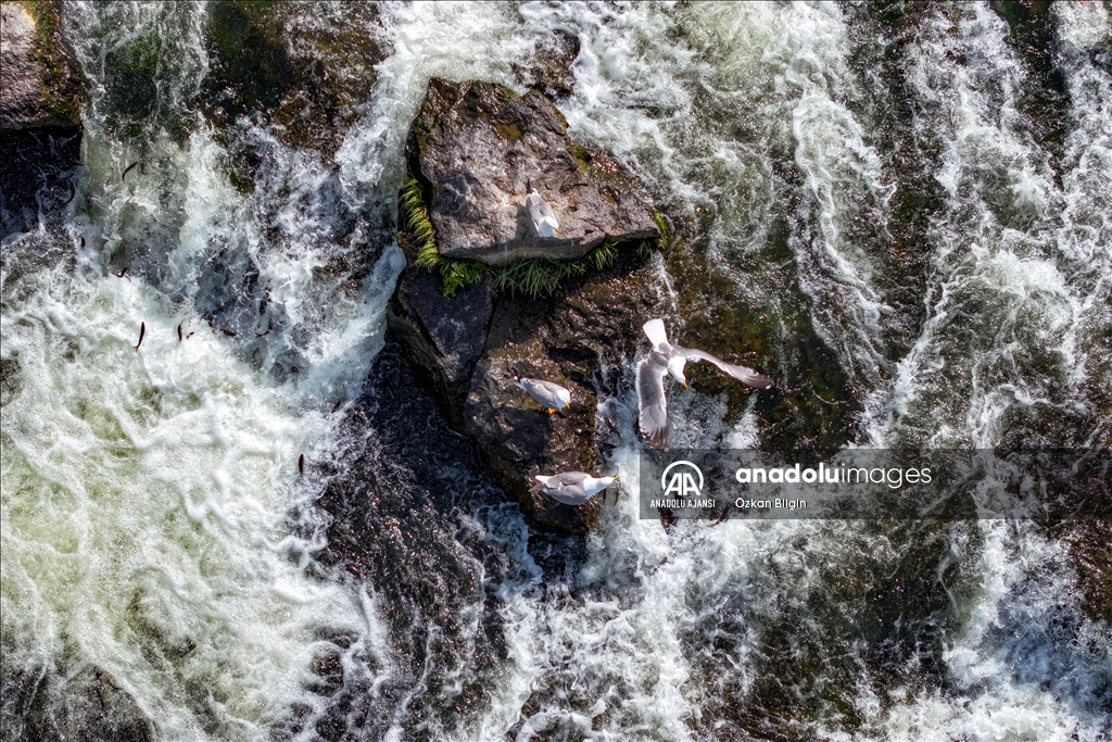 Van Gölü'ndeki İnci kefallerinin göç yolculuğu