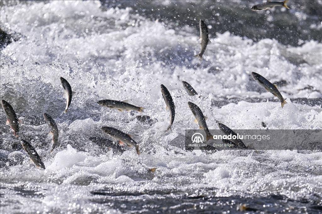 Van Gölü'ndeki İnci kefallerinin göç yolculuğu